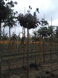 Prunus sargentii 14-16 Hoogstam wortelgoed 2 X verplant