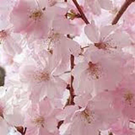 Prunus subh. 'Autumnalis Rosea' 120 cm stam wortelgoed