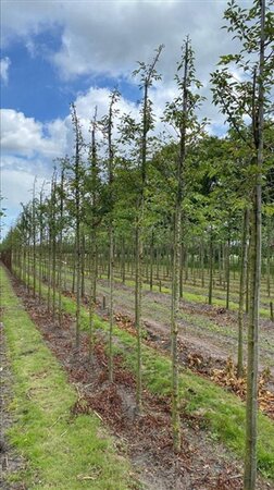 Prunus subh. 'Autumnalis Rosea' 18-20 Hoogstam draadkluit 3 X verplant - afbeelding 1