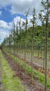 Prunus subh. 'Autumnalis Rosea' 18-20 Hoogstam draadkluit 3 X verplant