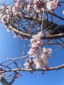 Prunus subh. 'Autumnalis Rosea' 18-20 Hoogstam draadkluit 3 X verplant - afbeelding 2