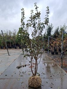 Prunus subh. 'Autumnalis Rosea' 200-250 cm draadkluit meerstammig