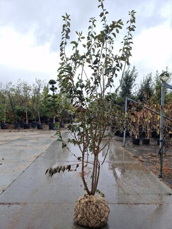 Prunus subh. 'Autumnalis Rosea' 200-250 cm draadkluit meerstammig - afbeelding 2