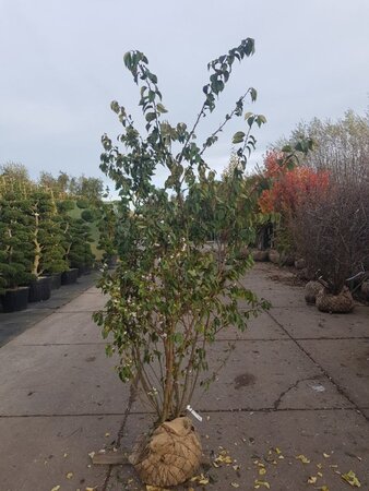 Prunus subh. 'Autumnalis Rosea' 200-250 cm draadkluit meerstammig - afbeelding 3