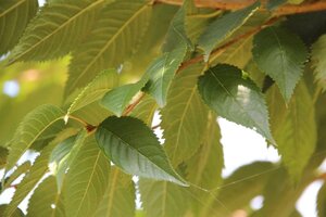 Prunus subh. 'Autumnalis Rosea' 60-80 cm wortelgoed 3-4 tak struik - afbeelding 2