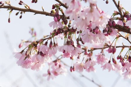 Prunus subh. 'Autumnalis Rosea' 60-80 cm wortelgoed 3-4 tak struik - afbeelding 3