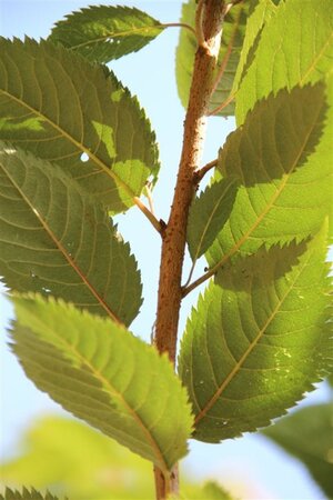 Prunus subh. 'Autumnalis Rosea' 60-80 cm wortelgoed 3-4 tak struik - afbeelding 4