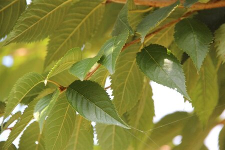 Prunus subh. 'Autumnalis Rosea' 80-100 cm cont. 7,5L - afbeelding 2