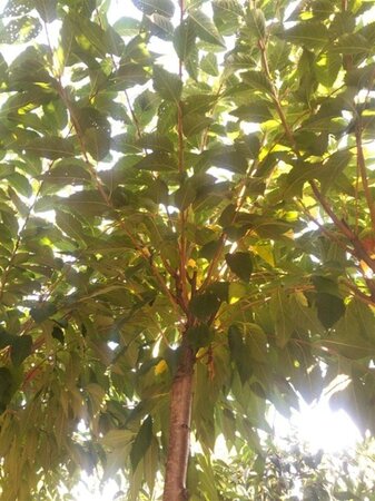 Prunus subh. 'Autumnalis' 10-12 Hoogstam wortelgoed - afbeelding 1