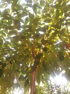 Prunus subh. 'Autumnalis' 10-12 Hoogstam wortelgoed