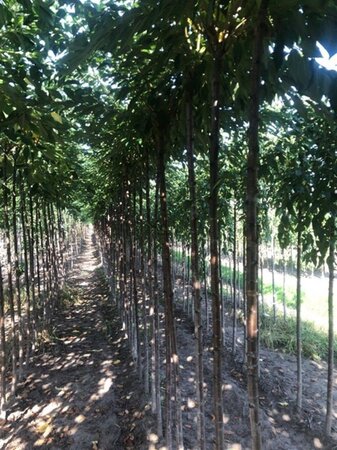 Prunus subh. 'Autumnalis' 10-12 Hoogstam wortelgoed - afbeelding 2