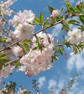 Prunus subh. 'Autumnalis' 10-12 Hoogstam wortelgoed - afbeelding 3