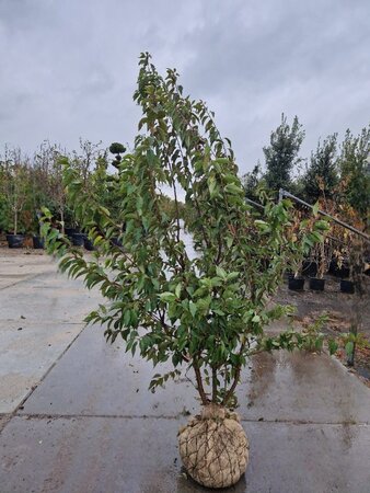 Prunus subh. 'Autumnalis' 200-250 cm draadkluit meerstammig - afbeelding 1