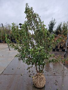 Prunus subh. 'Autumnalis' 200-250 cm draadkluit meerstammig - afbeelding 2