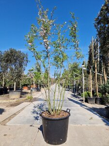 Prunus subh. 'Autumnalis' 250-300 cm container meerstammig