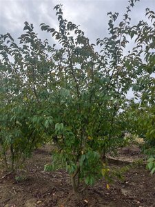 Prunus subh. 'Autumnalis' 250-300 cm draadkluit meerstammig