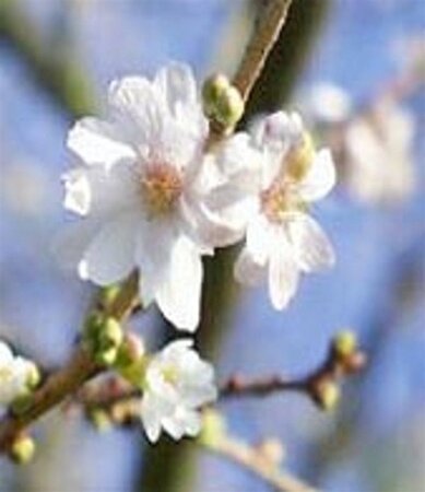 Prunus subh. 'Autumnalis' 300-350 cm container meerstammig