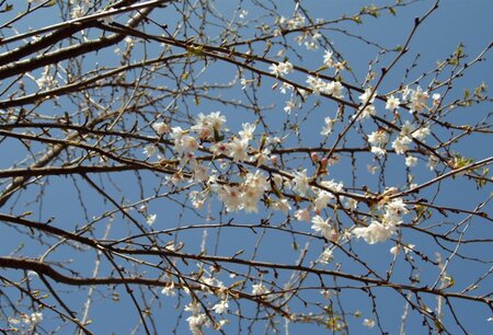 Prunus subh. 'Autumnalis' 60-80 cm wortelgoed 3-5 tak struik - afbeelding 5
