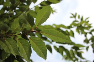 Prunus subh. 'Autumnalis' 60-80 cm wortelgoed 3-5 tak struik - afbeelding 4
