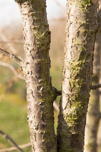 Prunus subh. 'Autumnalis' 60-80 cm wortelgoed 3-5 tak struik - afbeelding 13