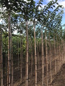 Prunus subh. 'Autumnalis' 6-8 Hoogstam wortelgoed 225 cm stam