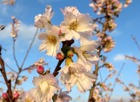 Prunus subh. 'Autumnalis' 80-100 cm wortelgoed 5-8 tak struik - afbeelding 1