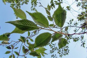 Prunus subh. 'Autumnalis' 80-100 cm wortelgoed 5-8 tak struik - afbeelding 12