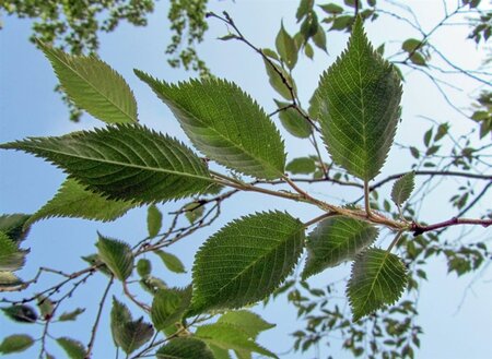 Prunus subh. 'Autumnalis' 80-100 cm wortelgoed 5-8 tak struik - afbeelding 11