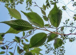 Prunus subh. 'Autumnalis' 80-100 cm wortelgoed 5-8 tak struik - afbeelding 11