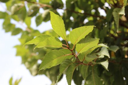 Prunus subh. 'Autumnalis' 80-100 cm wortelgoed 5-8 tak struik - afbeelding 9