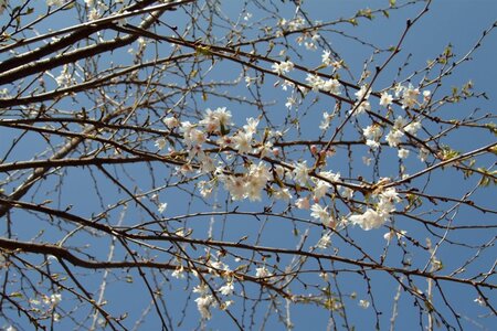 Prunus subh. 'Autumnalis' 80-100 cm wortelgoed 5-8 tak struik - afbeelding 8