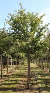 Prunus subh. 'Autumnalis' 80-100 cm wortelgoed 5-8 tak struik - afbeelding 6