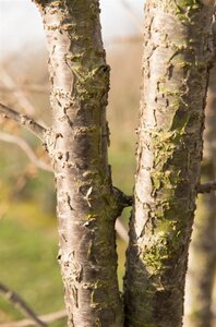 Prunus subh. 'Autumnalis' 80-100 cm wortelgoed 5-8 tak struik - afbeelding 4