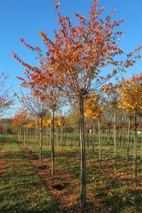 Prunus subh. 'Autumnalis' 80-100 cm wortelgoed 5-8 tak struik - afbeelding 2