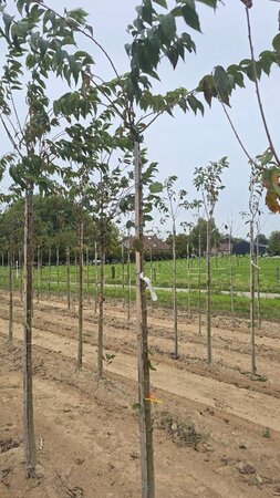 Prunus subh. 'Autumnalis' 8-10 Hoogstam met kluit