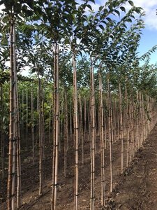 Prunus subh. 'Autumnalis' 8-10 Hoogstam wortelgoed 225 cm stam - afbeelding 1