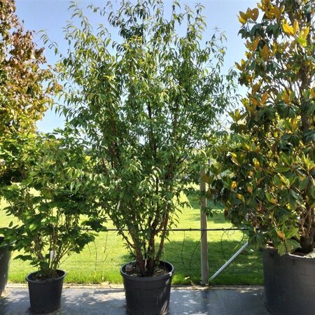 Prunus serrula 250-300 cm container meerstammig - afbeelding 2