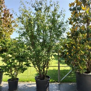 Prunus serrula 250-300 cm container meerstammig - afbeelding 2