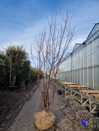 Prunus serrula 250-300 cm container meerstammig - afbeelding 2