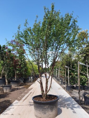 Prunus serrula 250-300 cm container meerstammig - afbeelding 2