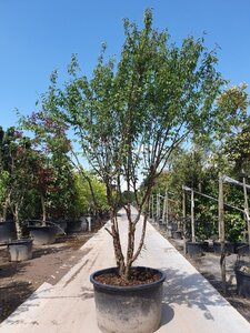 Prunus serrula 250-300 cm container meerstammig - afbeelding 2