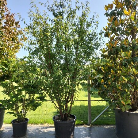 Prunus serrula 250-300 cm container meerstammig - afbeelding 3