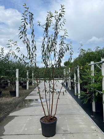 Prunus serrula 250-300 cm container meerstammig - afbeelding 1