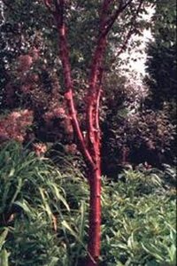 Prunus serrula 6-8 Hoogstam wortelgoed