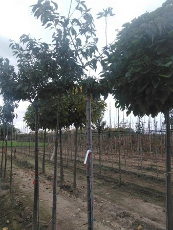 Prunus ser. 'Fugenzo'=Shirofugen 10-12 Hoogstam wortelgoed - afbeelding 5