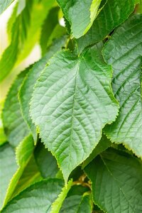 Prunus ser. 'Fugenzo'=Shirofugen 10-12 Hoogstam wortelgoed