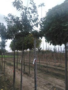 Prunus ser. 'Fugenzo'=Shirofugen 10-12 STA BR - image 5