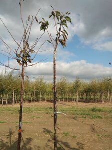 Prunus ser. 'Fugenzo'=Shirofugen 10-12 STA BR - image 4