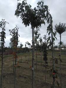 Prunus ser. 'Fugenzo'=Shirofugen 12-14 Hoogstam wortelgoed 2 X verplant - afbeelding 4