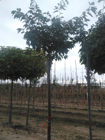 Prunus ser. 'Fugenzo'=Shirofugen 18-20 Hoogstam draadkluit 3 X verplant - afbeelding 4